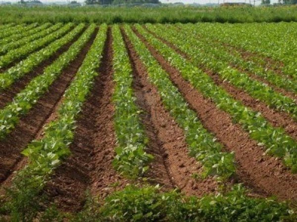 ufficio in vendita a Mira in zona Marano