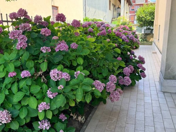 casa indipendente in vendita a Mira