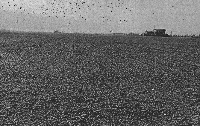 terreno agricolo in vendita a Musile di Piave