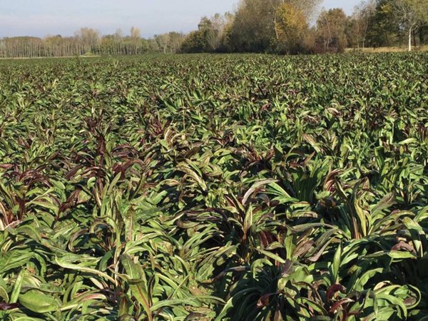 terreno agricolo in vendita a Noale