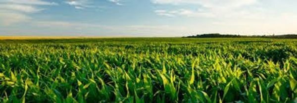 terreno edificabile in vendita a Noventa di Piave in zona Ca' Memo