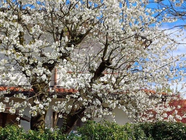 casa indipendente in vendita a Pianiga in zona Cazzago