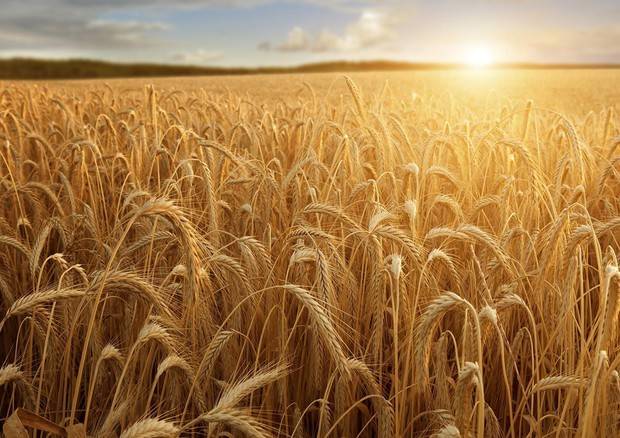 terreno agricolo in vendita a Portogruaro