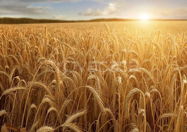 terreno agricolo in vendita a Portogruaro