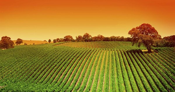 terreno agricolo in vendita a Portogruaro in zona Portovecchio