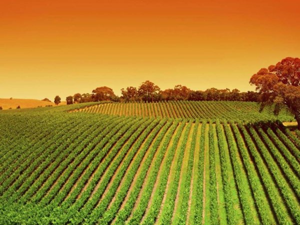 terreno agricolo in vendita a Portogruaro in zona Portovecchio