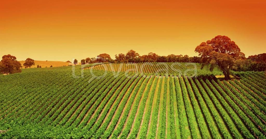 terreno agricolo in vendita a Portogruaro in zona Portovecchio