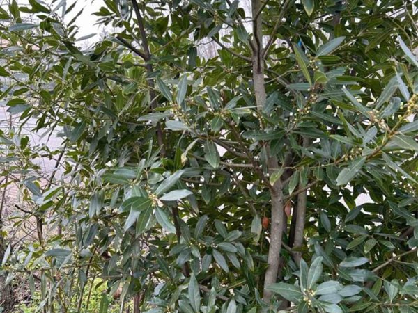 terreno agricolo in vendita a Portogruaro