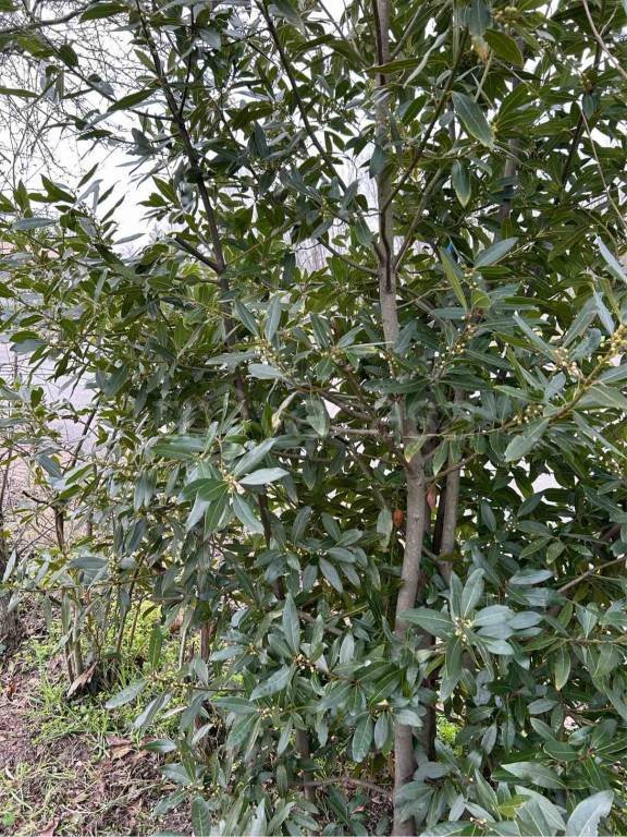 immagine annuncio 0 di 2