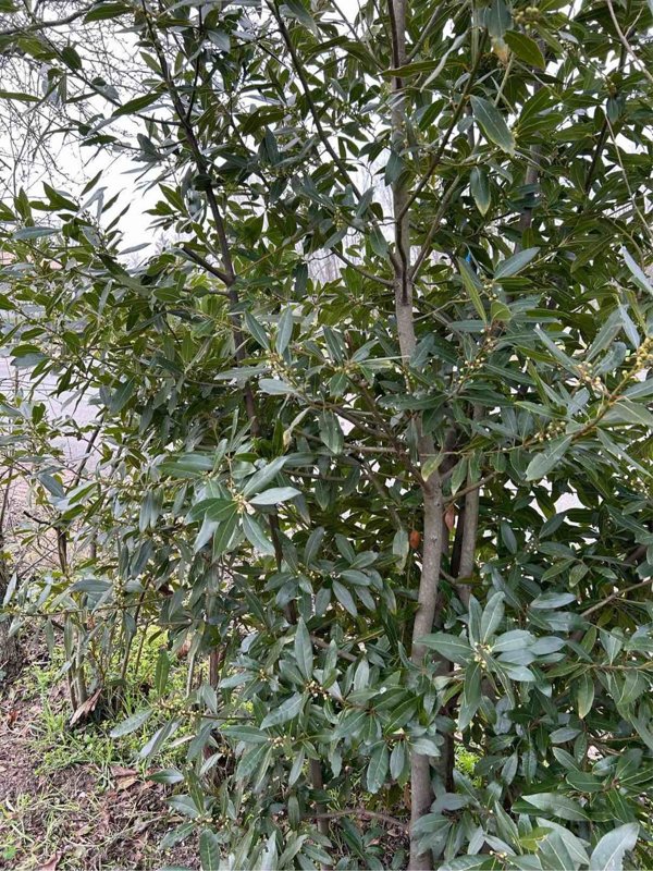 casa indipendente in vendita a Portogruaro