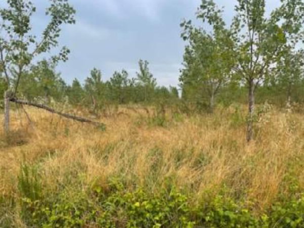 terreno agricolo in vendita a Portogruaro