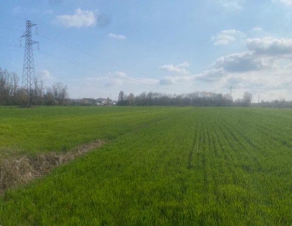 terreno agricolo in vendita a Quarto d'Altino in zona San Michele Vecchio