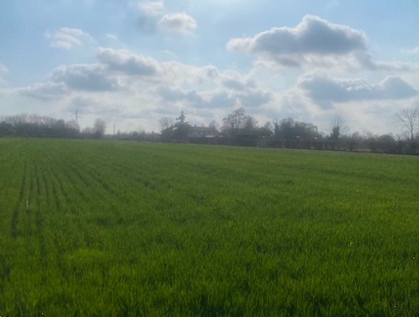 terreno agricolo in vendita a Quarto d'Altino in zona San Michele Vecchio