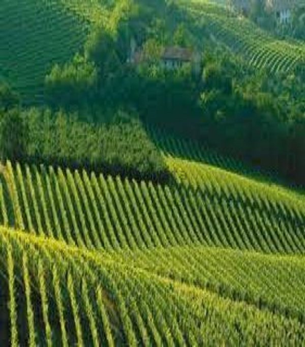 terreno agricolo in vendita a Quarto d'Altino in zona Porte Grandi