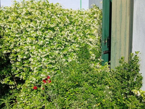 casa indipendente in vendita a Salzano