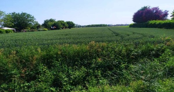 terreno agricolo in vendita a San Donà di Piave
