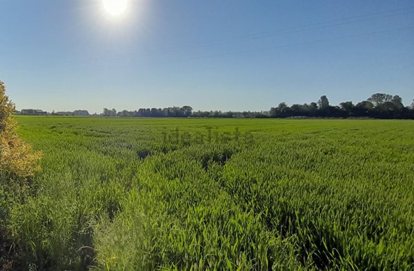 terreno agricolo in vendita a San Donà di Piave