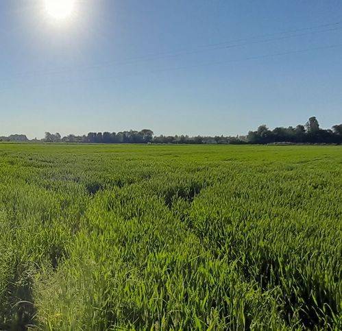 terreno agricolo in vendita a San Donà di Piave
