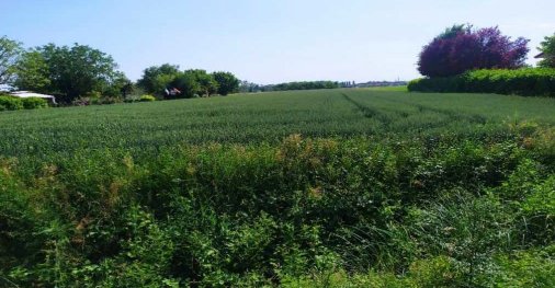 terreno agricolo in vendita a San Donà di Piave in zona Calvecchia-San Donato