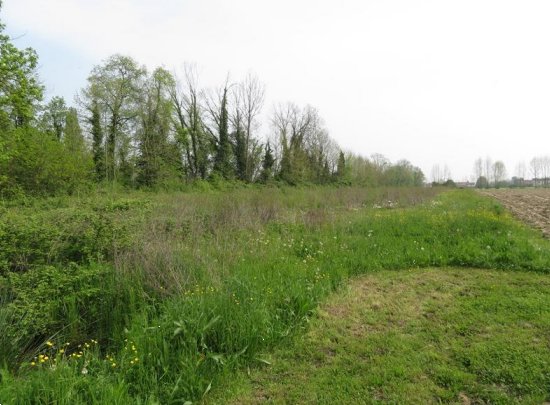 terreno agricolo in vendita a Santa Maria di Sala in zona Caselle