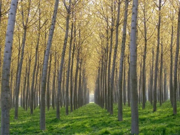 terreno agricolo in vendita a Scorzè in zona Peseggia