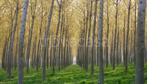 terreno agricolo in vendita a Scorzè in zona Peseggia
