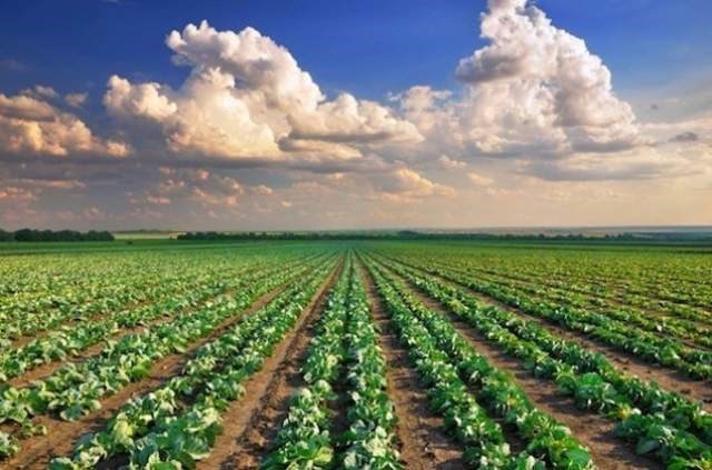 terreno agricolo in vendita a Stra in zona Paluello