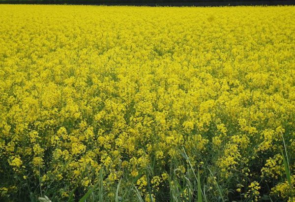 terreno agricolo in vendita a Stra