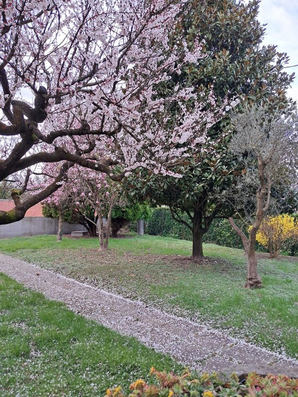 esavano in vendita a Stra