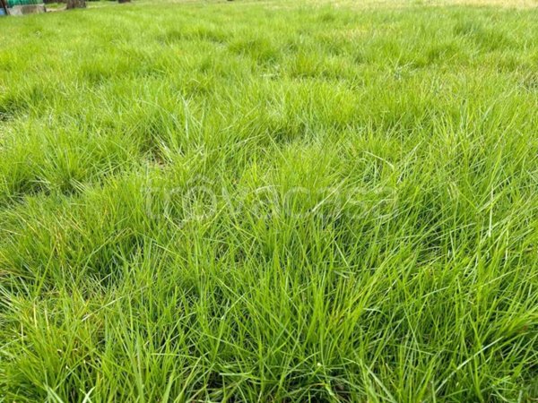 terreno agricolo in vendita a Teglio Veneto