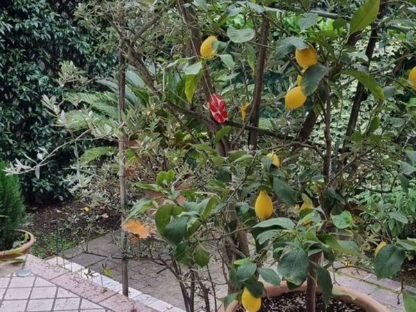 casa indipendente in vendita a Venezia in zona Carpenedo