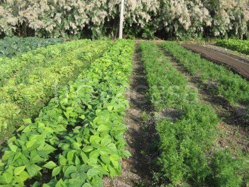 terreno agricolo in vendita a Venezia in zona Lido di Venezia