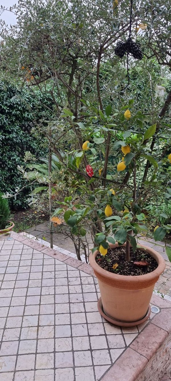 casa indipendente in vendita a Venezia in zona Carpenedo