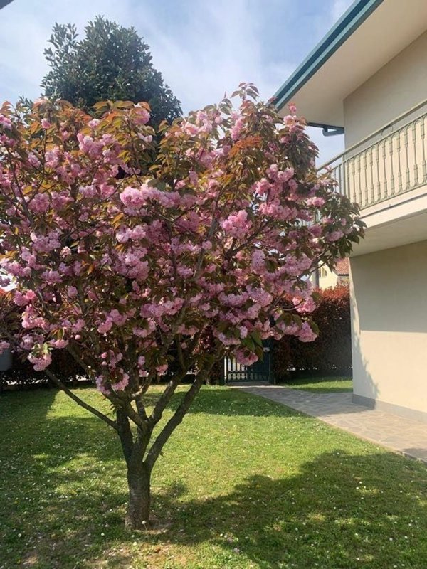 casa indipendente in vendita a Venezia in zona Zelarino