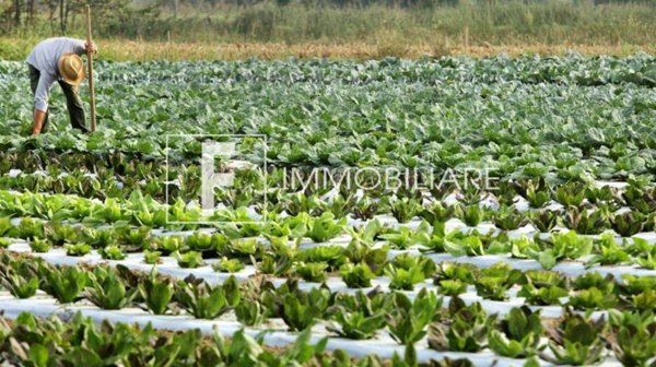 azienda agricola in vendita a Cavallino-Treporti in zona Cavallino