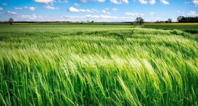 terreno agricolo in vendita a Cavallino-Treporti in zona Saccagnana