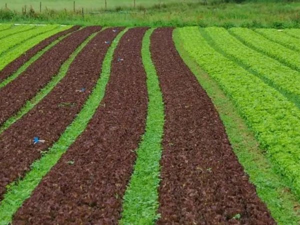 terreno in vendita ad Abano Terme