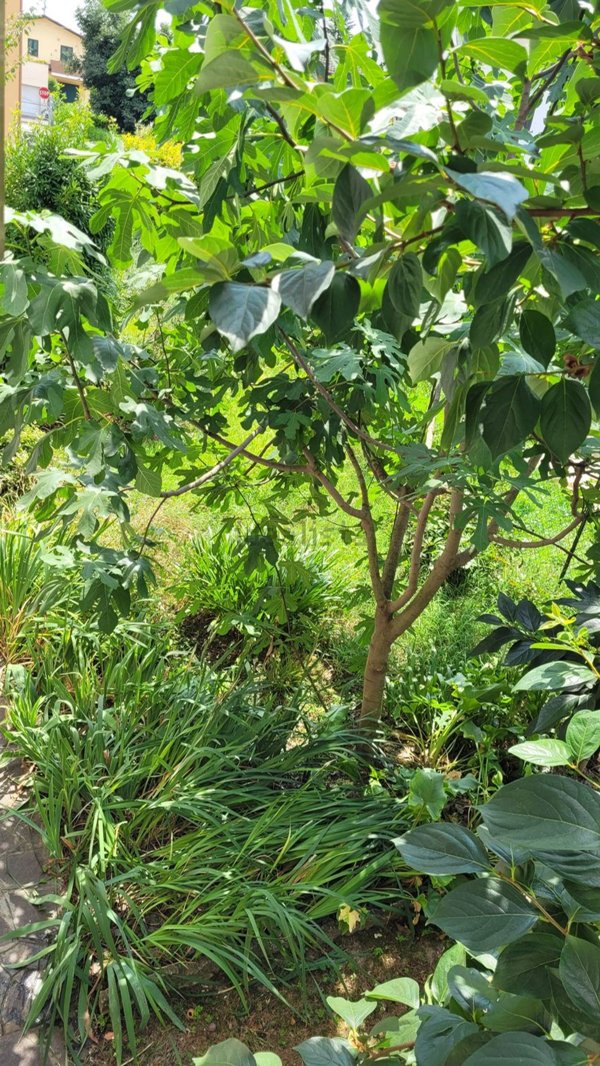 casa indipendente in vendita ad Albignasego