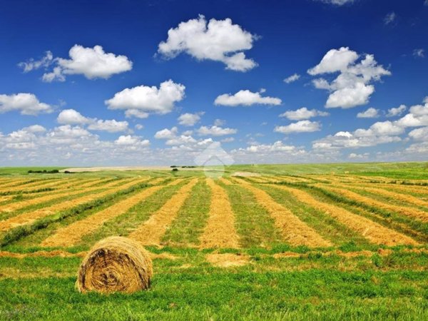 terreno agricolo in vendita ad Albignasego in zona Lion