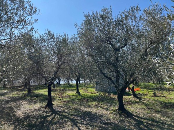 terreno agricolo in vendita ad Arquà Petrarca