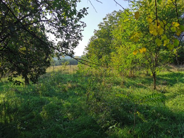 casa semindipendente in vendita ad Arquà Petrarca