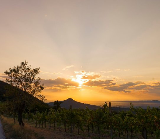 casa indipendente in vendita ad Arquà Petrarca