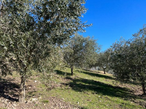 terreno agricolo in vendita ad Arquà Petrarca