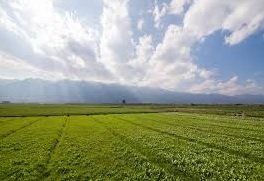 terreno agricolo in vendita ad Arzergrande