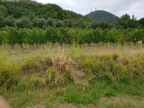 casale in vendita a Baone