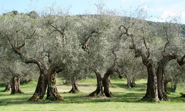 casa indipendente in vendita a Baone