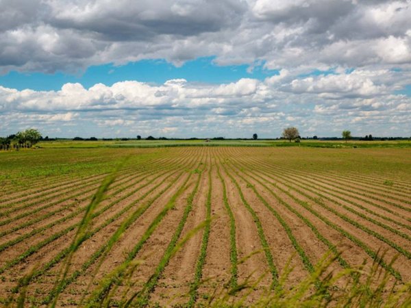 terreno agricolo in vendita a Boara Pisani