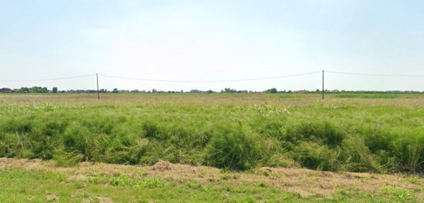 terreno agricolo in vendita a Boara Pisani