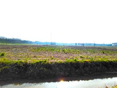 terreno agricolo in vendita a Boara Pisani