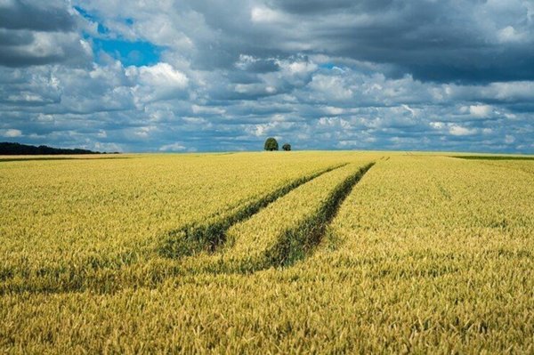 terreno agricolo in vendita a Borgoricco